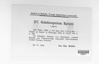 Image of Gelatinosporium epilobii